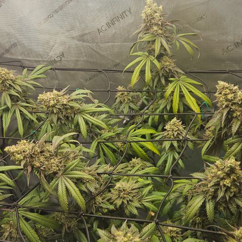 RS11 x Hollywood  growlog timeline photo