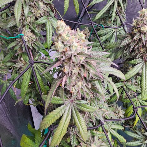 RS11 x Hollywood  growlog timeline photo