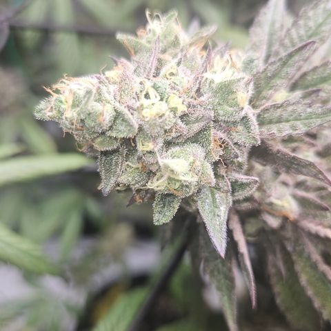 RS11 x Hollywood  growlog timeline photo