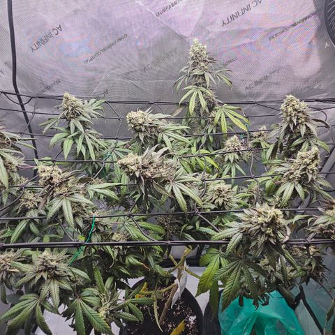 RS11 x Hollywood  growlog timeline photo