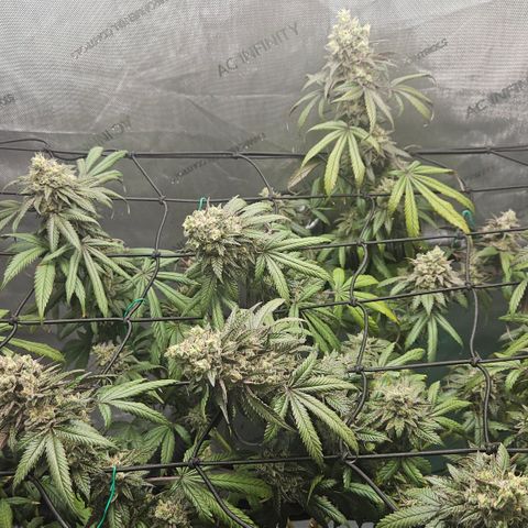 RS11 x Hollywood  growlog timeline photo