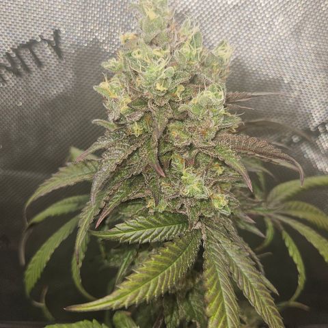 RS11 x Hollywood  growlog timeline photo