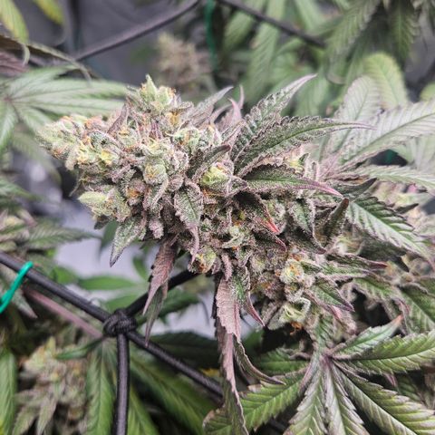 RS11 x Hollywood  growlog timeline photo