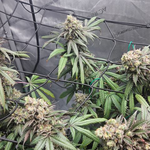RS11 x Hollywood  growlog timeline photo