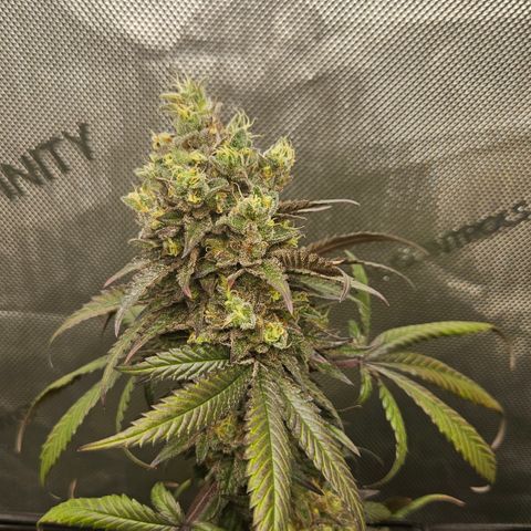 RS11 x Hollywood  growlog timeline photo