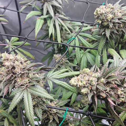 RS11 x Hollywood  growlog timeline photo