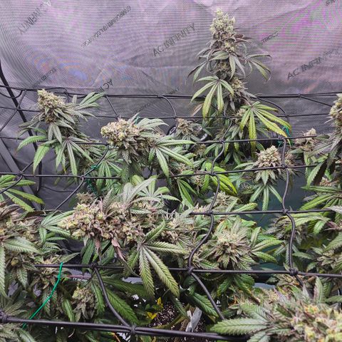 RS11 x Hollywood  growlog timeline photo