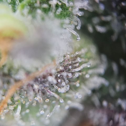 RS11 x Hollywood  growlog timeline photo