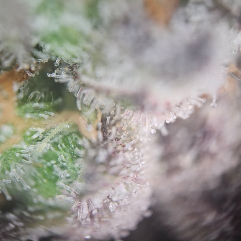 RS11 x Hollywood  growlog timeline photo