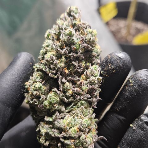 RS11 x Hollywood  growlog timeline photo