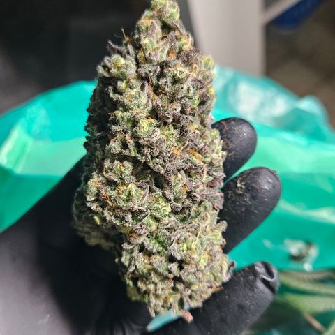 RS11 x Hollywood  growlog timeline photo