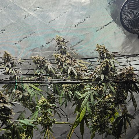 RS11 x Hollywood  growlog timeline photo