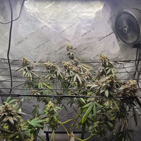 RS11 x Hollywood  growlog timeline photo