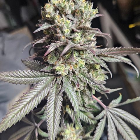 RS11 x Hollywood  growlog timeline photo