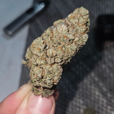 RS11 x Hollywood  growlog timeline photo