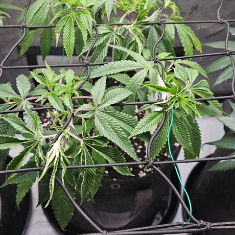 Kosher Kush growlog timeline photo