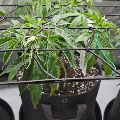 Kosher Kush growlog timeline photo