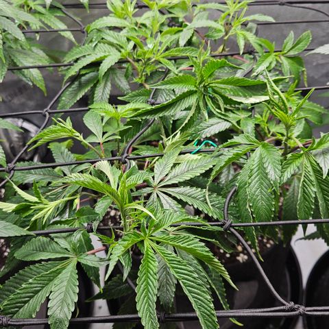 Kosher Kush growlog timeline photo