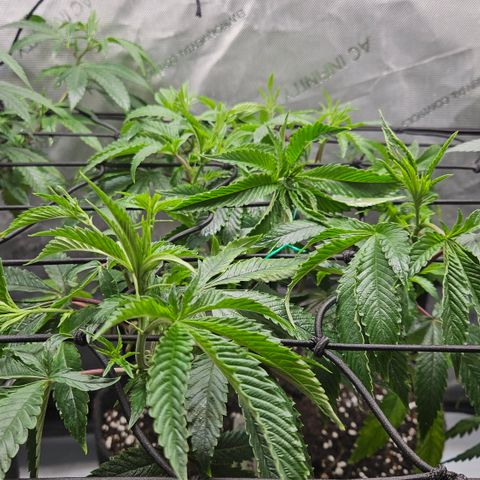 Kosher Kush growlog timeline photo
