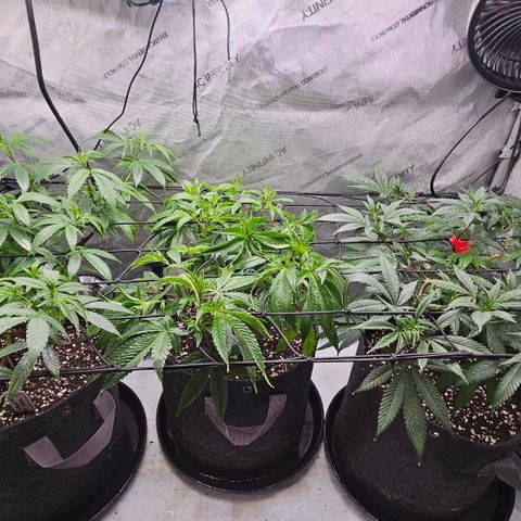 Kosher Kush growlog timeline photo