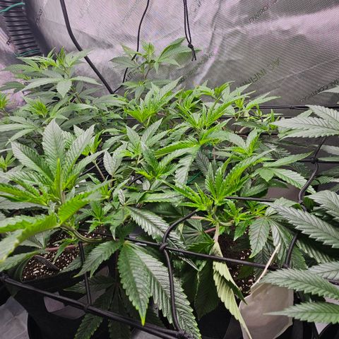 Kosher Kush growlog timeline photo