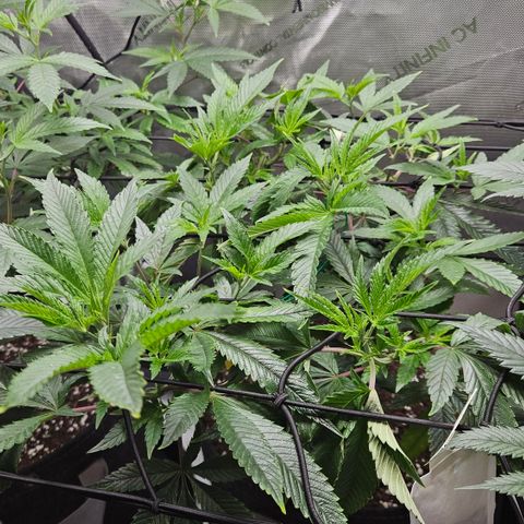 Kosher Kush growlog timeline photo