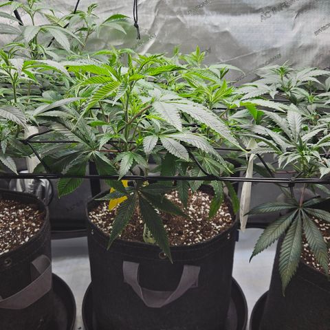 Kosher Kush growlog timeline photo