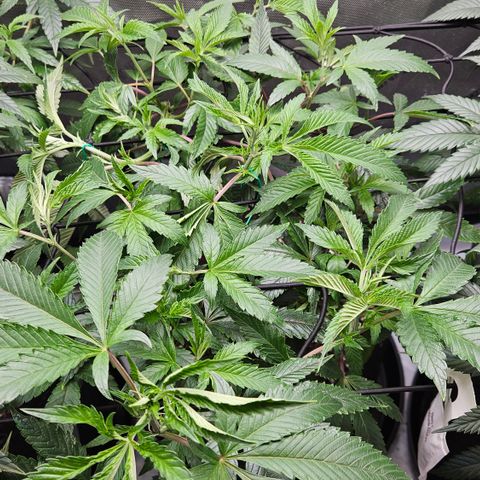 Kosher Kush growlog timeline photo