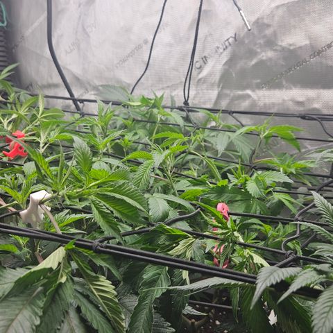 Kosher Kush growlog timeline photo