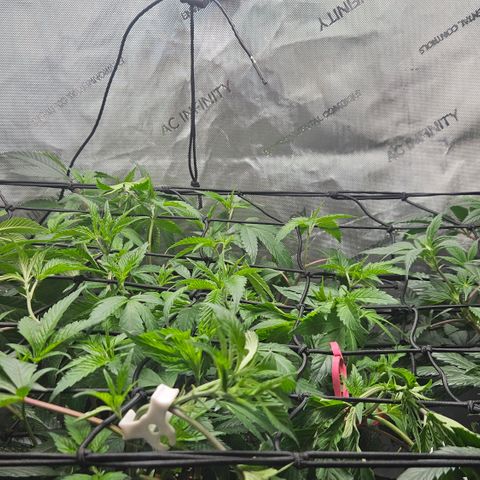 Kosher Kush growlog timeline photo