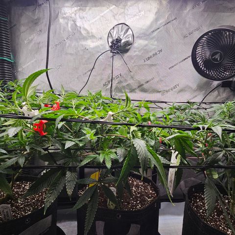 Kosher Kush growlog timeline photo