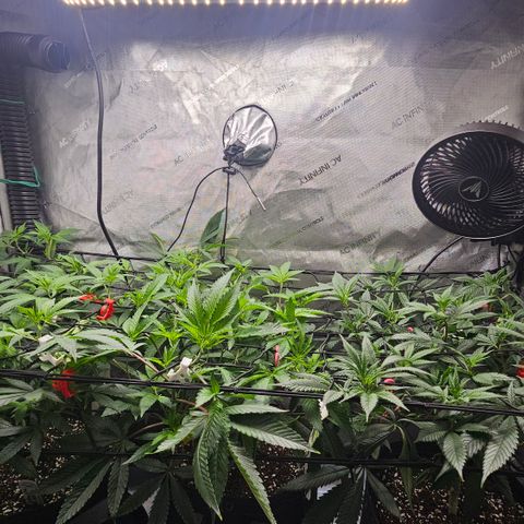 Kosher Kush growlog timeline photo