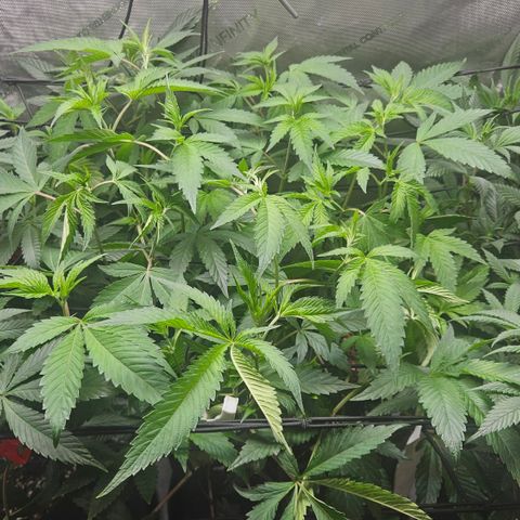 Kosher Kush growlog timeline photo