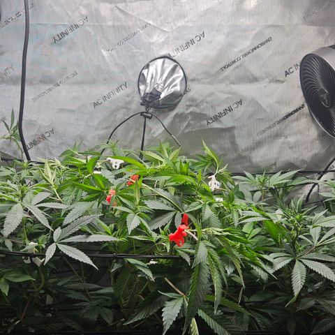 Kosher Kush growlog timeline photo