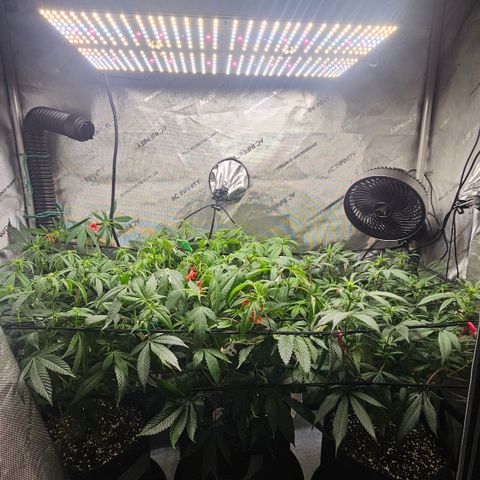 Kosher Kush growlog timeline photo