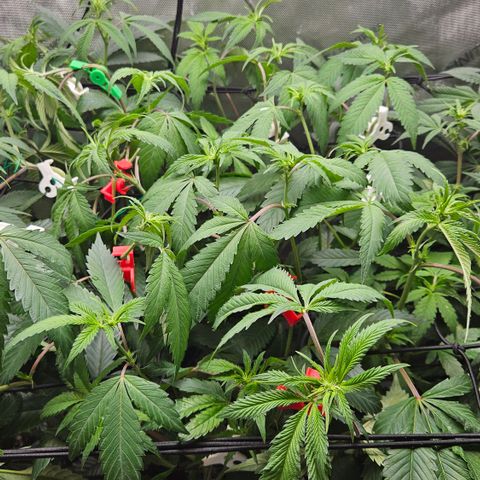 Kosher Kush growlog timeline photo