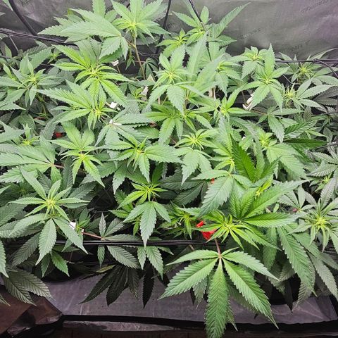 Kosher Kush growlog timeline photo