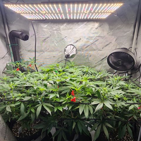Kosher Kush growlog timeline photo
