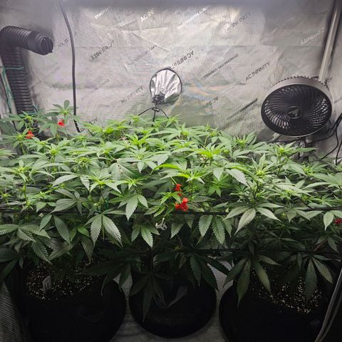 Kosher Kush growlog timeline photo