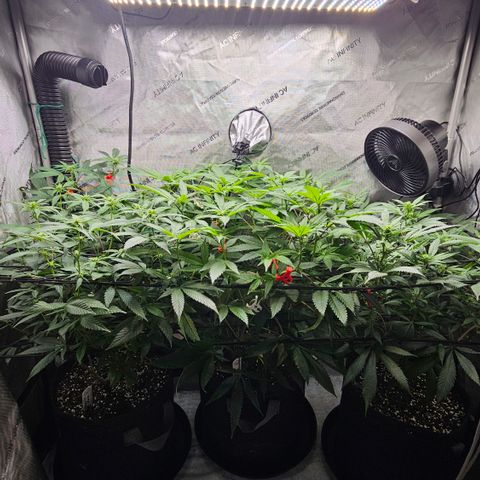 Kosher Kush growlog timeline photo