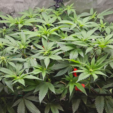 Kosher Kush growlog timeline photo