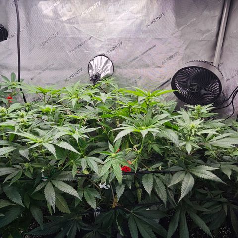 Kosher Kush growlog timeline photo