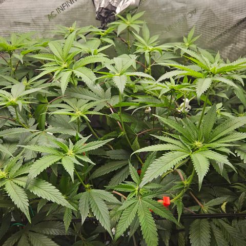 Kosher Kush growlog timeline photo