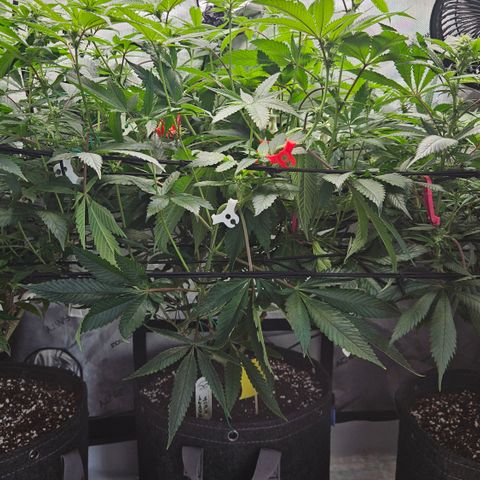 Kosher Kush growlog timeline photo