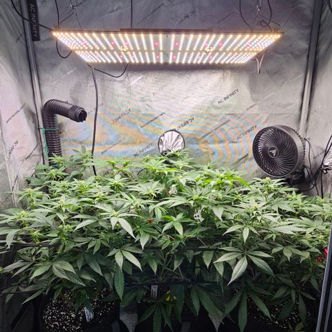 Kosher Kush growlog timeline photo