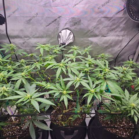 Kosher Kush growlog timeline photo