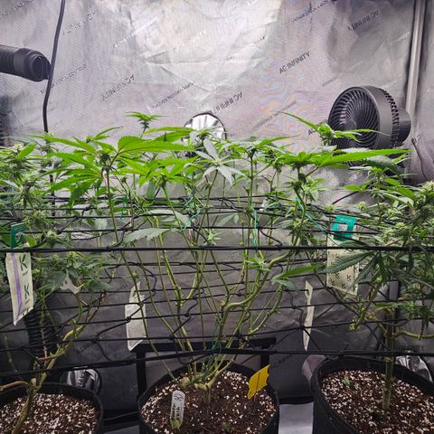 Kosher Kush growlog timeline photo