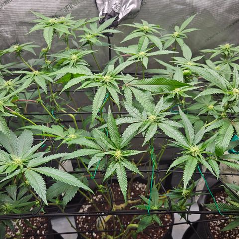 Kosher Kush growlog timeline photo