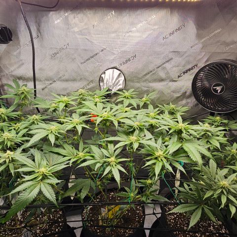 Kosher Kush growlog timeline photo