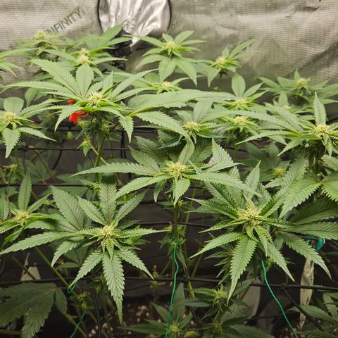 Kosher Kush growlog timeline photo